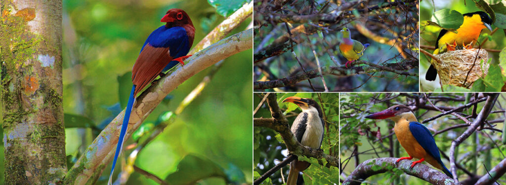Birdwatching in Sri Lanka