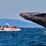 Private Small-Group Sri Lanka Whale-Watching Tour