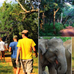 Safari Experience in Sri Lanka