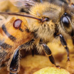 Sri Lanka’s Honey Bees