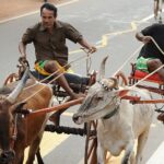 The Bullock Cart – Sri Lankan life