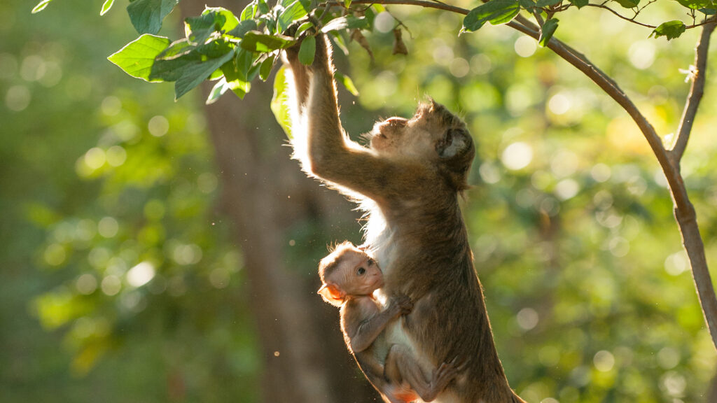 Monkey Kingdom Expedition in Polonnaruwa