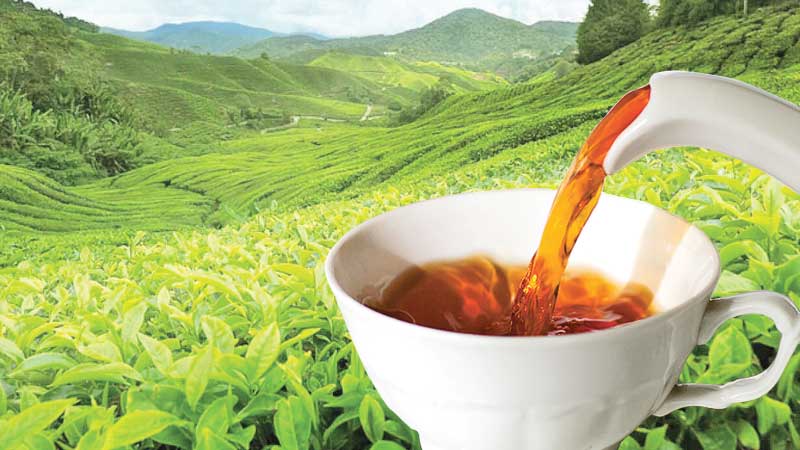 Best Herbal Ayurvedic and healthy tea in Sri Lanka