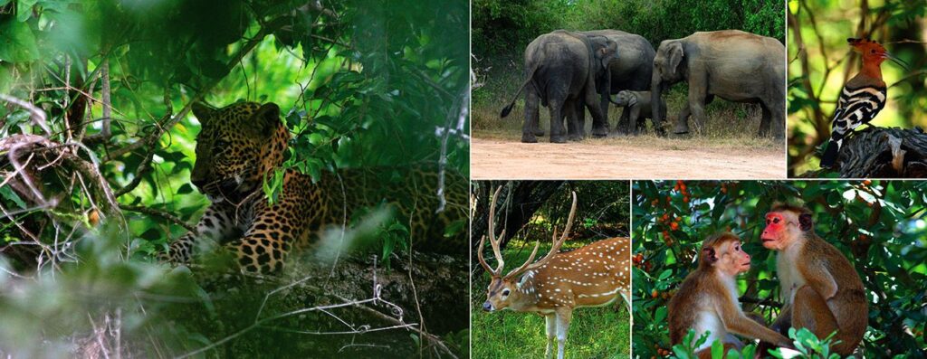 Wildlife Parks and Nature Reserves in Sri Lanka