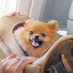 Your ‘Pet’ Travel