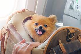 Your ‘Pet’ Travel