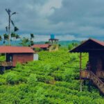 Misty Mountain- Sinharaja