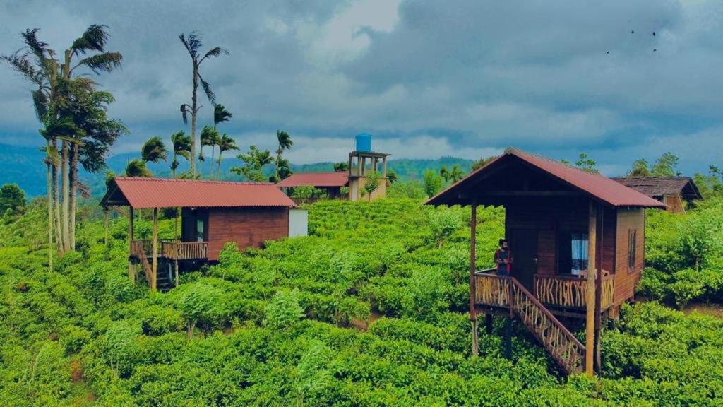 Misty Mountain- Sinharaja