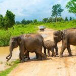 All Inclusive Udawalawa National Park Day Tour from Colombo
