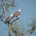 The birdwatchers quest:through the Swamp of Royal Treasure–Muturajawela Wetlands