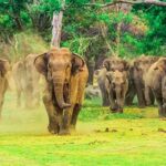 Private Udawalawa Safari Plus Elephant Transit Home Day Trip