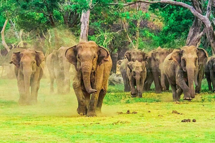 Private Udawalawa Safari Plus Elephant Transit Home Day Trip