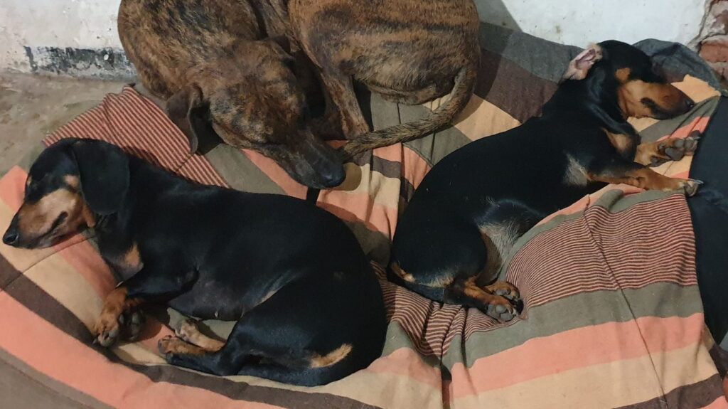 Bowwa – Hotel for Dogs