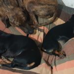 Bowwa – Hotel for Dogs